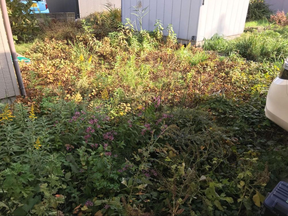施工前の庭。雑草が生い茂り、物置が置かれた状態